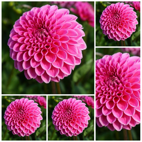 5-pack Dahlia 'Pink Sylvia aka Sandra' - Small Formal Decorative (5 tubers)