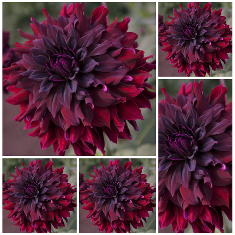 5-pack Dahlia 'Rip City' - Medium Informal Decorative (5 tubers)