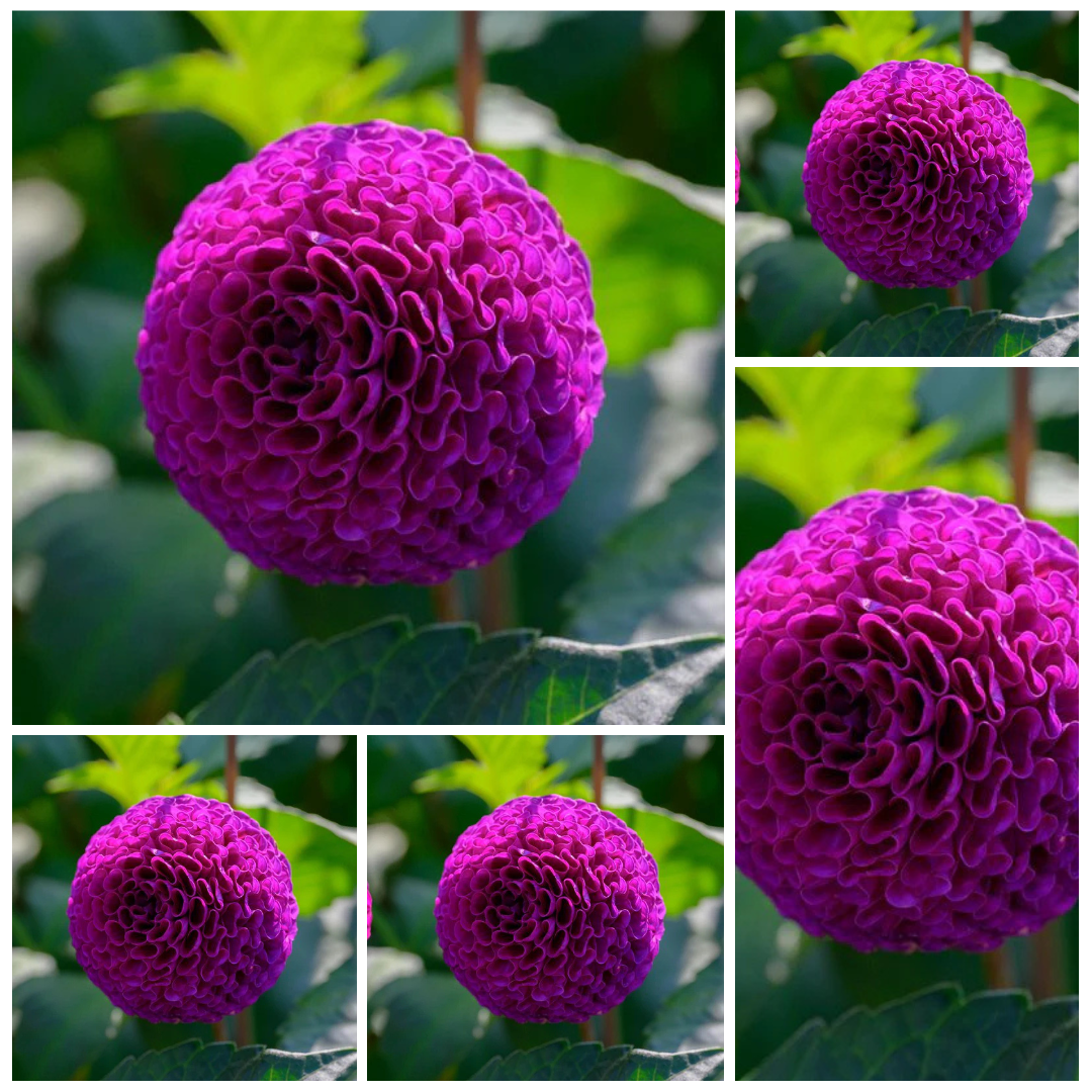 5-pack Dahlia 'Rocco' - Micro Ball (5 farm tubers)
