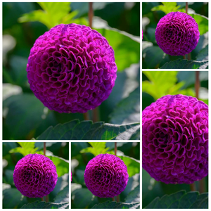 5-pack Dahlia 'Rocco' - Micro Ball (5 farm tubers)