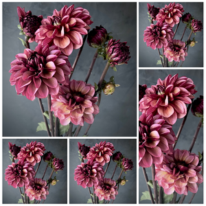 5-pack Dahlia 'Senior's Hope' - Small Informal Decorative (5 tubers)