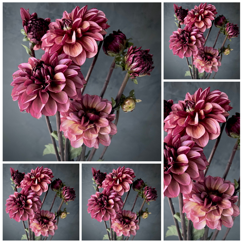 5-pack Dahlia 'Senior's Hope' - Small Informal Decorative (5 tubers)
