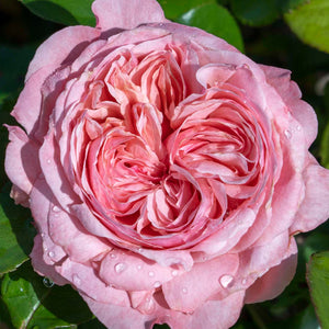 Rose Romantica Ball Gown (Bareroot) - Classic Fragrance, Large Pink Blooms