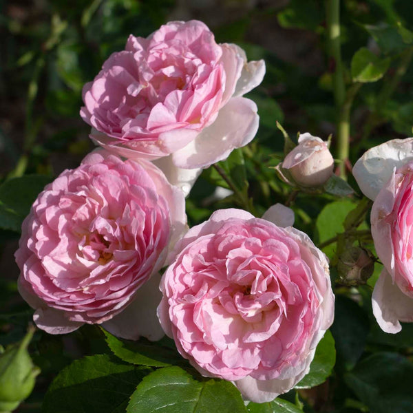 Rose Romantica Ball Gown (Bareroot) - Classic Fragrance, Large Pink Blooms