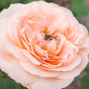 Rose Parfuma Bliss (Bareroot) - Delicate, Creamy Pink Color, Fragrant