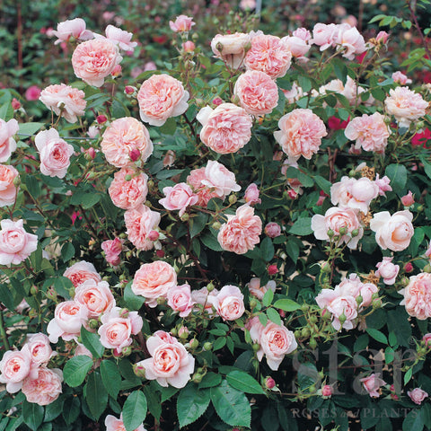 Rose Colette (Bareroot) - Strong, Damask Fragrance, Disease Resistant