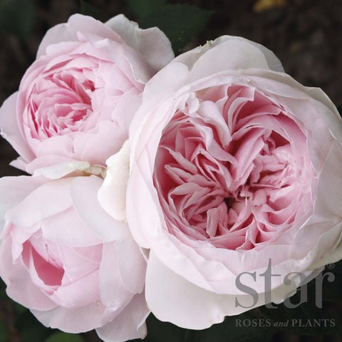 Rose Parfuma Earth Angel (Bareroot) - Peony Shaped Blooms, Fragrant