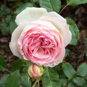 Rose Eden Climber (Bareroot) - Re-Blooming, Abundant Blooms