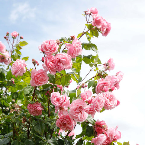 Rose Arborose Kiss Me Kate (Bareroot) - Extremly Fragrant, Classical Bud