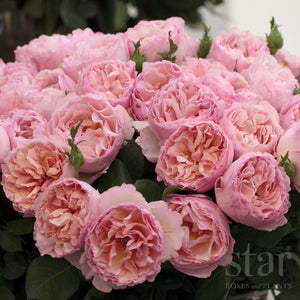 Rose Princesse Charlene De Monaco (Bareroot) - Double Flowers, Fragrant