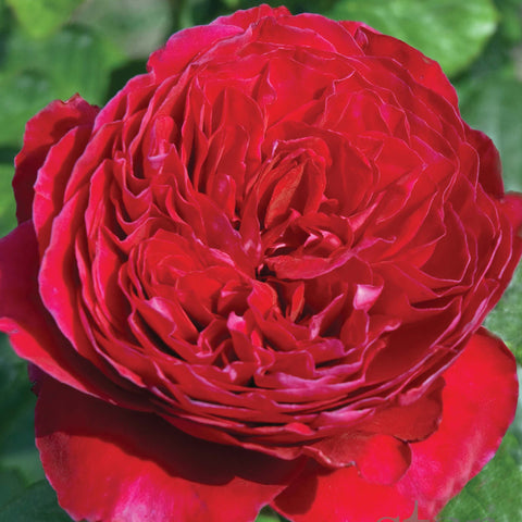 Rose Rouge Royale (Bareroot) - Strong Citrus and Berry Fragrance, Old Fashioned Blooms