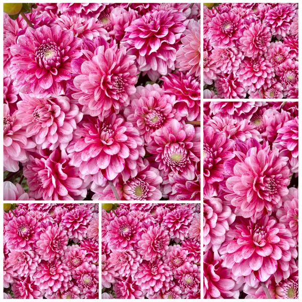 StrawberryCreamDahliatuberswho