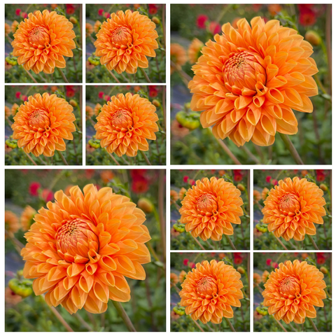 10-pack Dahlia 'Sylvia/Maarn' - Ball (10 tubers)