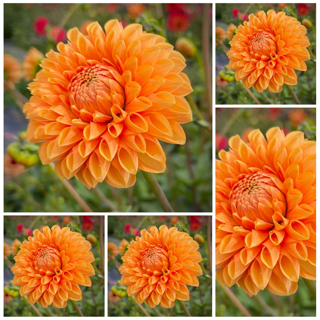 5-pack Dahlia 'Sylvia/Maarn' - Ball (5 tubers)