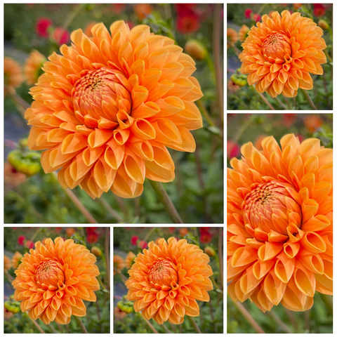 5-pack Dahlia 'Sylvia/Maarn' - Ball (5 tubers)