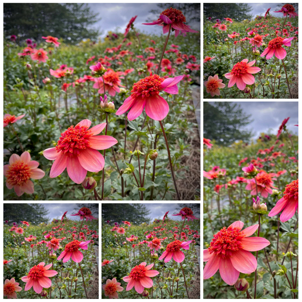 TotallyTangeringDahliatuberswh