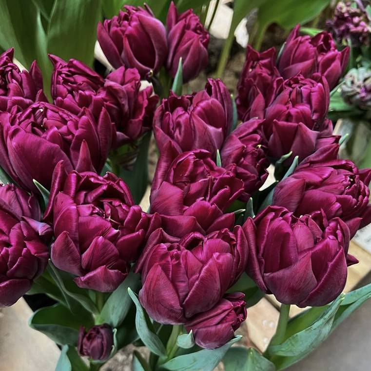 Tulip ‘Alison Bradley’ (Early Spring)- 10 bulbs