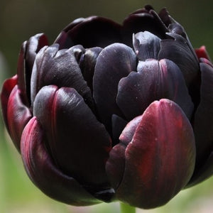 Tulip 'Black Hero’ (Mid-Late Spring) - 10 bulbs