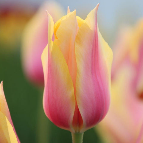 Tulip 'Blushing Beauty’ (Late Spring) - 10 bulbs