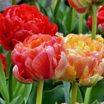 Tulip ‘Gudoshnik Double’ (Late Spring) - 10 bulbs