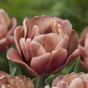 Tulip ‘La Belle Epoque’ (Late Spring) - 10 bulbs