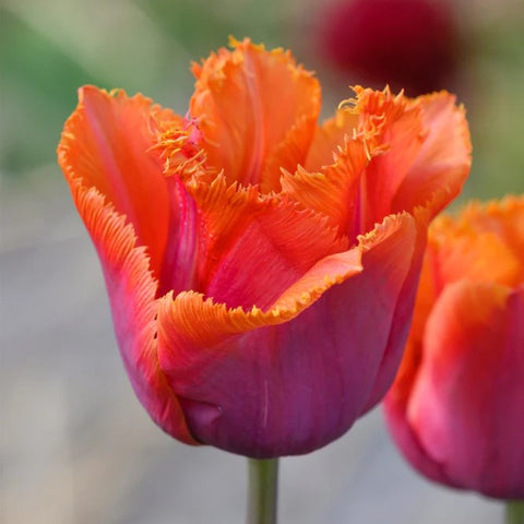 Tulip ‘Louvre Orange' (Mid-Late Spring) - 10 bulbs