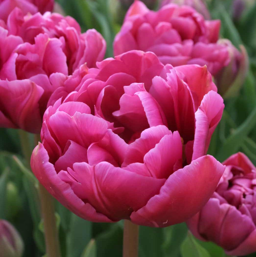 Tulip ‘Margarita’ (Mid-Late Spring)- 10 bulbs