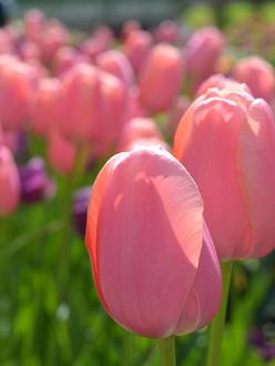 Tulip ‘Menton’ (Late Spring) - 10 bulb