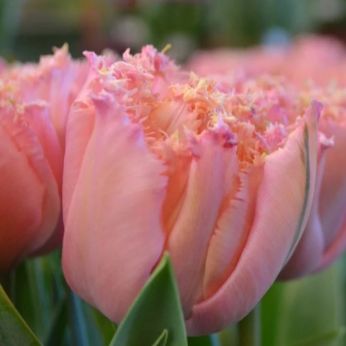 Tulip ‘Pink Magic’ (Late Spring) - 10 bulbs – Lily's Garden Store