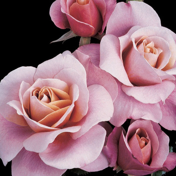 WeeksRoseWebimageDistantDrums_