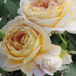 Rose Fun In The Sun (Bareroot) - Fully Double, Old-fashioned, Fragrant, Reblooms