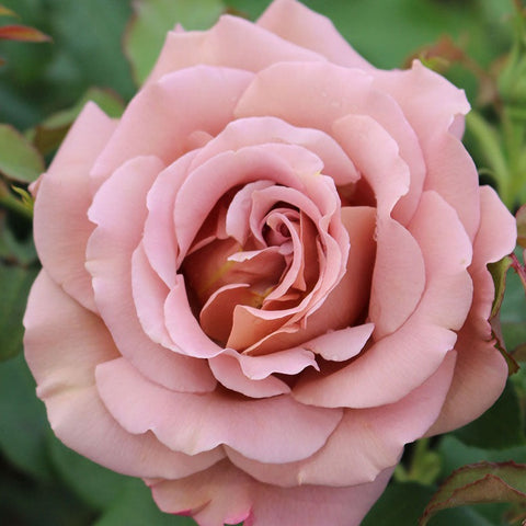 Rose Koko Loko - Double, Re-Blooming