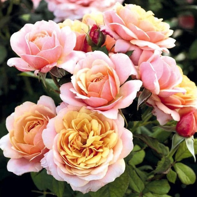 Rose State Of Grace - Old Fashioned, Very Double, Fragrant, Reblossom ...