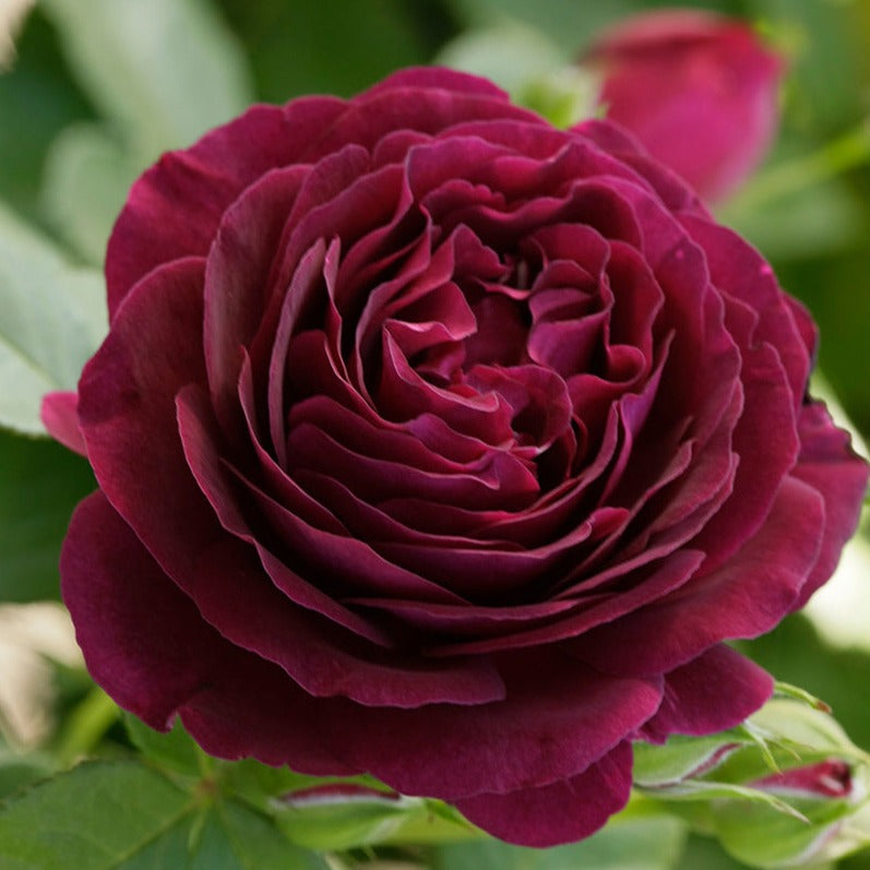 Rose Twilight Zone - Fully Double, Old Fashioned, Very Fragrant