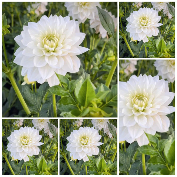 white water lily dahlia 5-pack Dahlia 'White Swan'