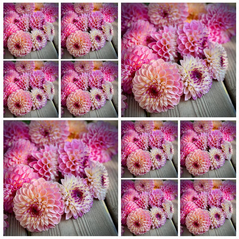 10-pack Dahlia 'Wine Eyed Jill' - Small Formal Decorative (10 tubers)