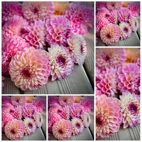 5-pack Dahlia 'Wine Eyed Jill' - Small Formal Decorative (5 tubers)