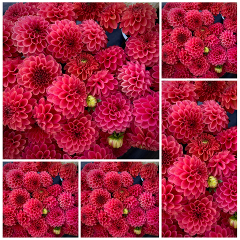 5-pack Dahlia 'Zundert Mystery Fox' - Ball (5 tubers)