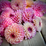 Dahlia 'Wine Eyed Jill' - Small Formal Decorative (1 farm tuber)