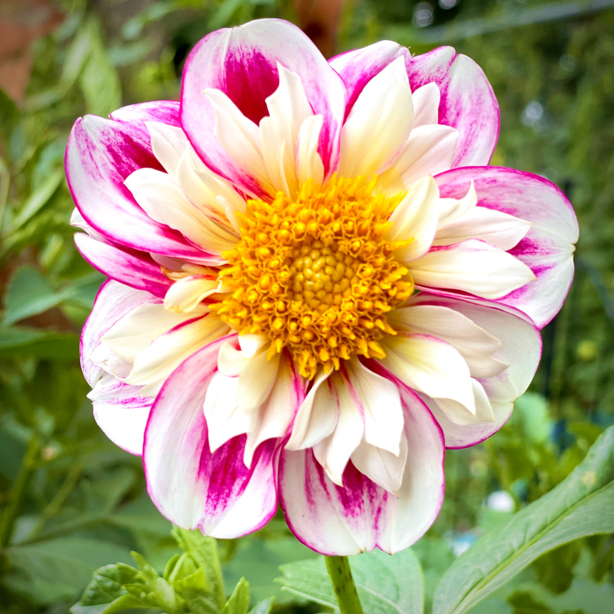 Dahlia 'Bumble Rumble' - Collarette (1 farm tuber) – Lily's Garden Store