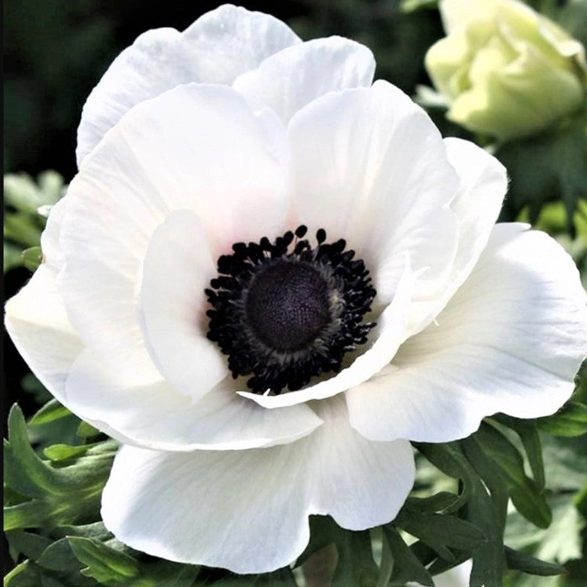 Anemone 'White with Black Center' - 10 corms – Lily's Garden Store