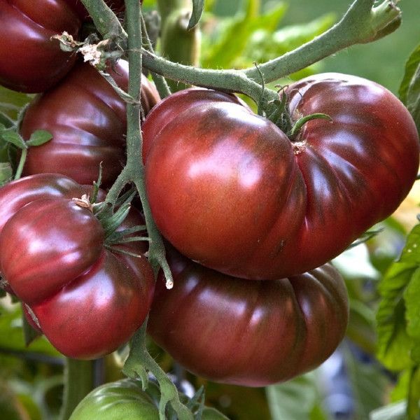 Tomato 'Black Krim' Heirloom (25 seeds)