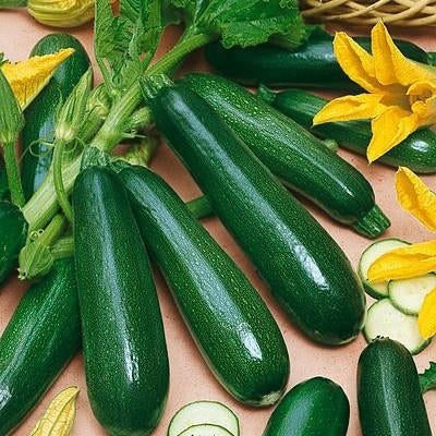 zucchini seeds for planting Zucchini 'Bush' Compact Heirloom (20 seeds) – Lily's Garden Store