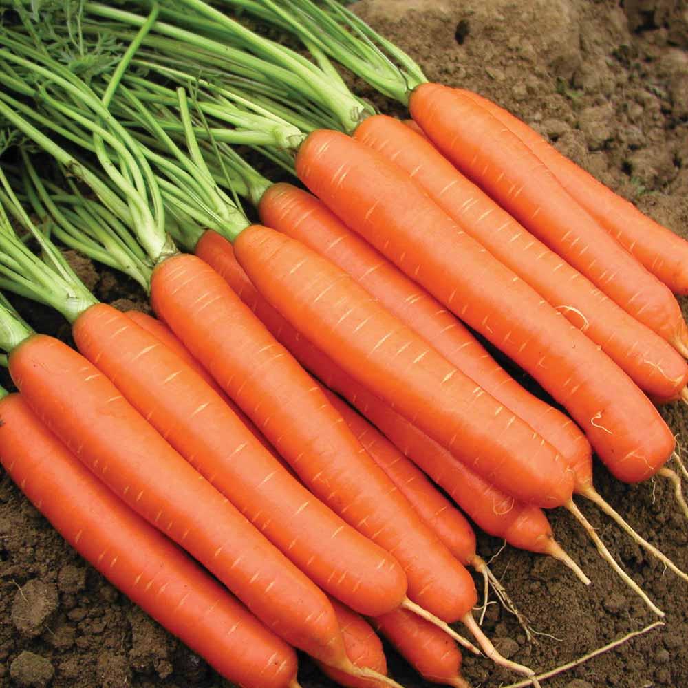 Carrot 'Nantes Coreless' Heirloom (200 seeds)