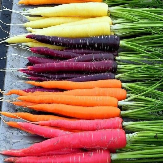 Carrot 'Rainbow Blend' (150 seeds)