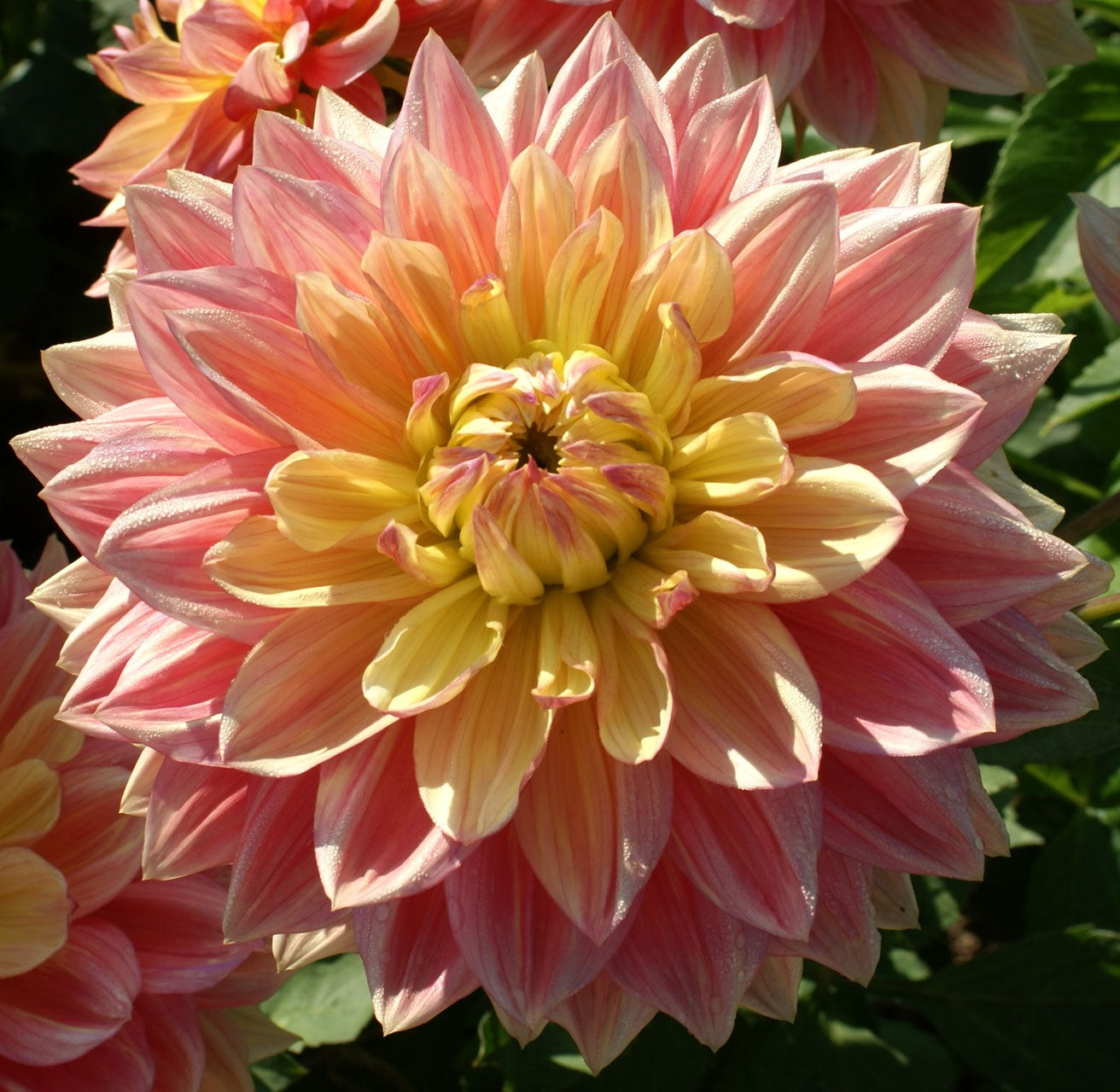 A dinnerplate-sized beauty sporting salmon, pink, hint of orange with a yellow heart, dahlia Wanda's Aurora will stop you in your tracks. She is a big, bold, cheerful flower and a customer favourite! Buy dahlia tubers online www.lilysgardenstore.com