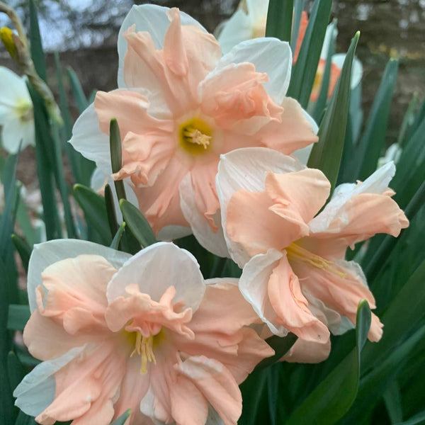 Perennial Daffodil ‘Apricot Whirl’ - 10 bulbs