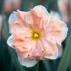 Perennial Daffodil ‘Apricot Whirl’ - 10 bulbs