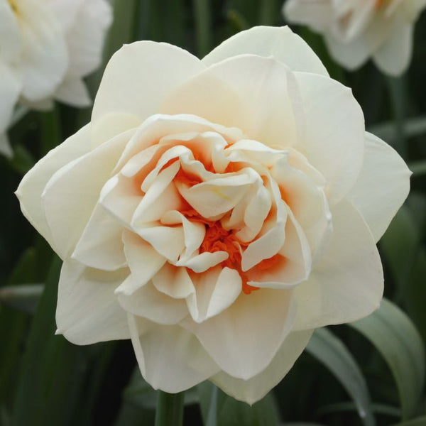 Perennial Daffodil ‘Gay Kybo’ - 10 bulbs