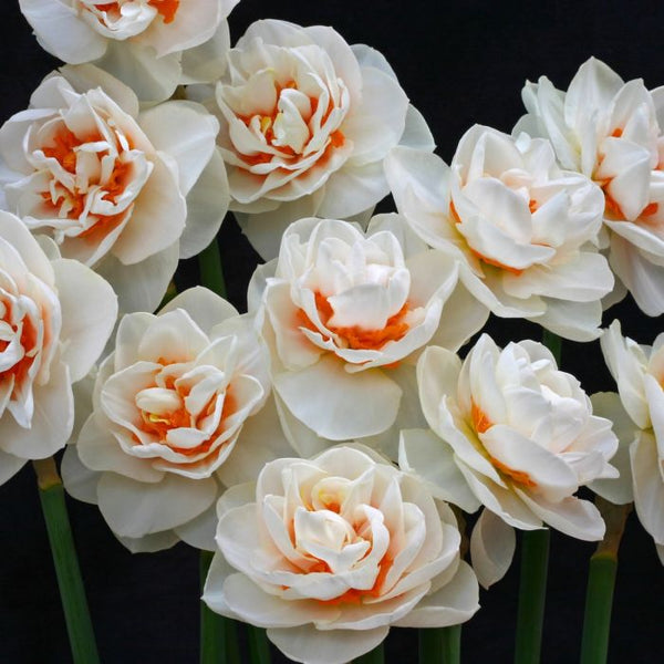 Perennial Daffodil ‘Gay Kybo’ - 10 bulbs